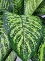 Dieffenbachia seguine Tropic Jewel