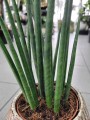 Sansevieria Bacularis Mikado
