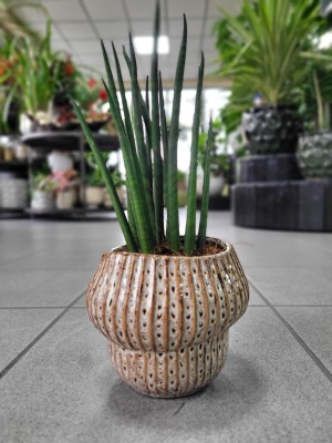 Sansevieria bacularis Mikado
