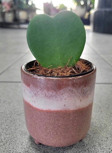 Hoya Kerrii