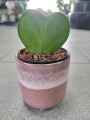 Hoya Kerrii