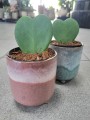 Hoya Kerrii