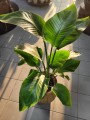 Strelitzia nicolai