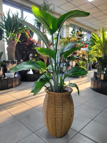 Strelitzia nicolai