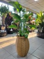 Strelitzia nicolai