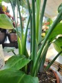 Strelitzia nicolai
