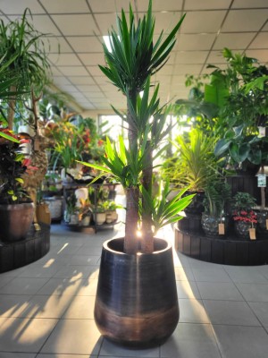 Yucca elephantipes, juka
