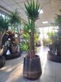 Yucca Elephantipes