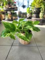 Epipremnum Marble Queen