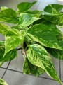 Epipremnum Marble Queen