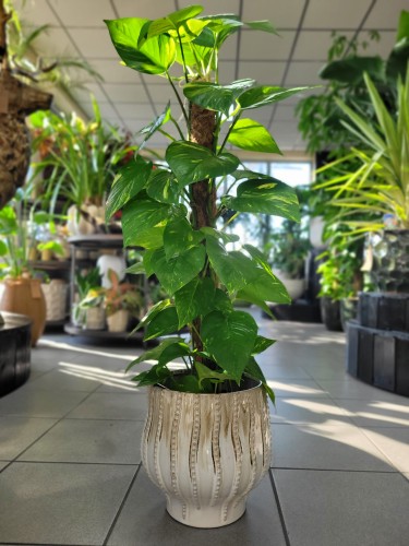 Epipremnum aureum