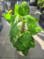 Epipremnum aureum
