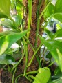 Epipremnum aureum