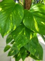 Epipremnum aureum