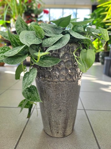Scindapsus pictus Silvery Ann