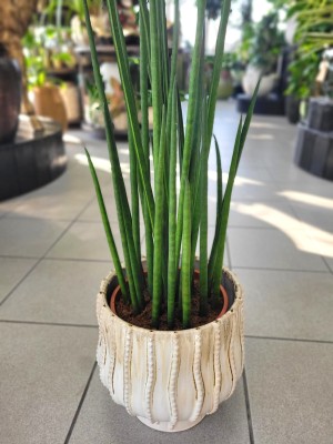 Sansevieria bacularis Mikado