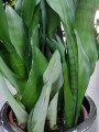 Sansevieria Moonshine