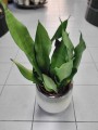 Sansevieria Moonshine