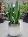 Sansevieria Moonshine
