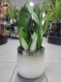 Sansevieria Moonshine