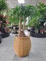 Beaucarnea recurvata - Nolina
