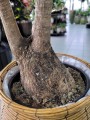 Beaucarnea recurvata - Nolina