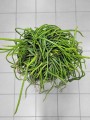 Selenicereus werckleii