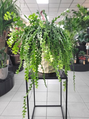 Epiphyllum anguliger, epifilum, zygzak